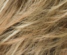 Caramel Rooted thumbnail