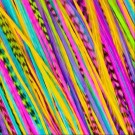 Fine Feathers Rainbow Bright thumbnail