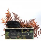 Fan Palm Turtle Medium thumbnail