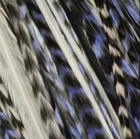 Fine Feathers Lavender